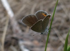 Eicochrysops messapus
