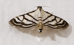 Ravanoa xiphialis