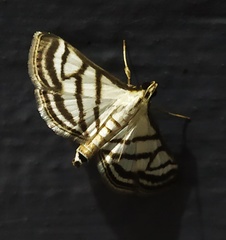 Ravanoa xiphialis
