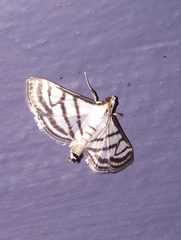 Ravanoa xiphialis