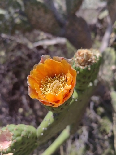 Nopal (O. ficus-indica) (Opuntia ficus-indica)