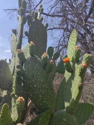 Nopal (O. ficus-indica) (Opuntia ficus-indica)