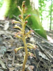 Corallorhiza maculata maculata