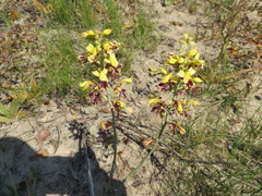 Tritoniopsis parviflora parviflora