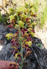 Tritoniopsis parviflora parviflora
