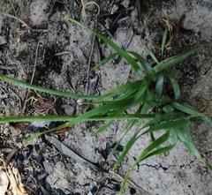 Tritoniopsis parviflora parviflora
