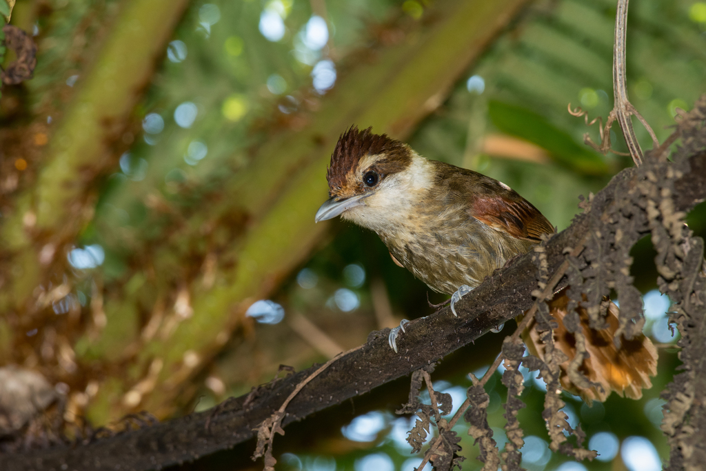 White-bearded Antshrike photo