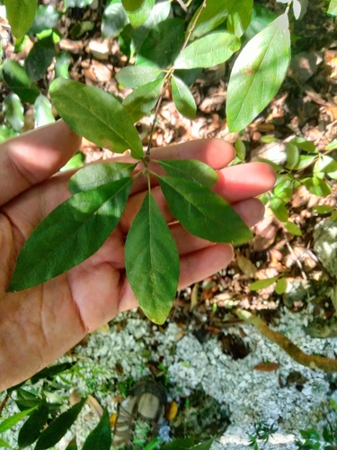 Image of Common velvetseed by (c) Ben Machado, some rights reserved (CC BY)