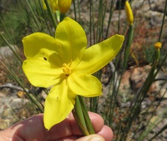Bobartia filiformis