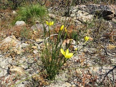 Bobartia filiformis