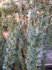 Pinaceae