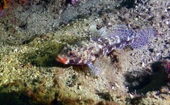 Gobius cruentatus
