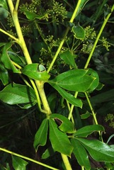 Heteromorpha