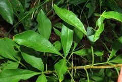 Heteromorpha