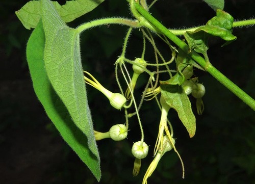 Riocreuxia polyantha image