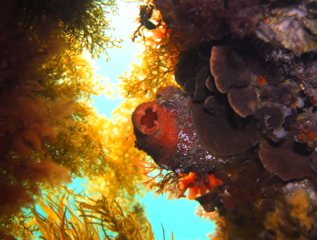 Ascidian
