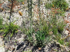 Echiostachys incanus