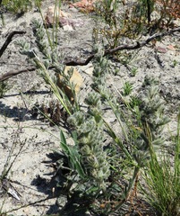 Echiostachys incanus