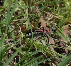 Rhynocoris segmentarius