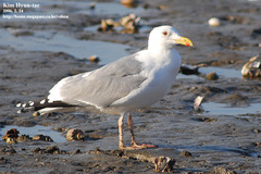 Larus fuscus heuglini