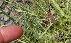 Rhynocoris segmentarius