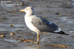 Larus fuscus heuglini