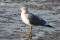 Larus fuscus heuglini