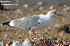 Larus fuscus heuglini