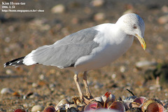 Larus fuscus heuglini