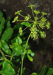 Heteromorpha