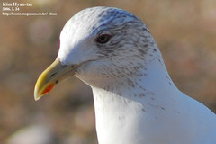 Larus fuscus heuglini