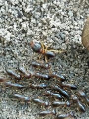 Macrotermes carbonarius