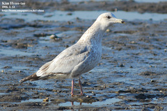 Larus argentatus vegae
