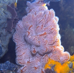 Aplidium opacum