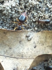 Macrotermes carbonarius