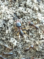 Macrotermes carbonarius