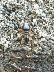 Macrotermes carbonarius