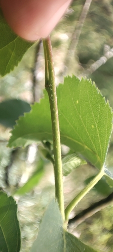 Iberian White Birch