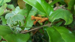 Dendrophthoe pentandra