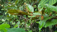 Dendrophthoe pentandra