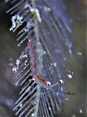 Manipontonia psamathe