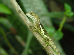 Diploderma polygonatum xanthostomum