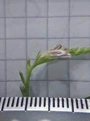 Spigelia