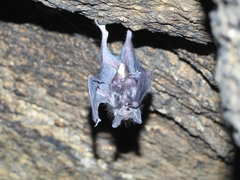 Desmodontinae