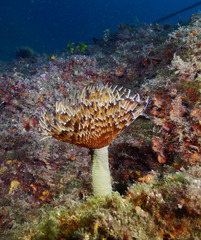 Bispira mariae
