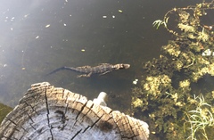 Alligator mississippiensis