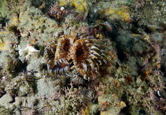 Bispira mariae