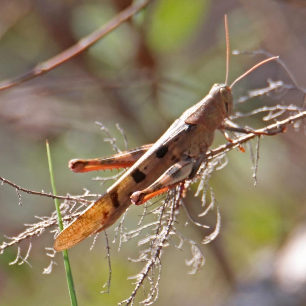 Spotted Spur-throated Locust