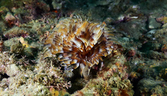Bispira mariae