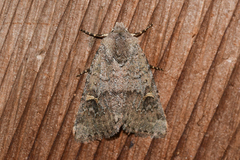 Eucoptocnemis fimbriaris
